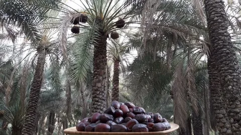 تصویر 2 از خرما مضافتی کرمان با پیشینه زیست بومی و کیفیت متمایز